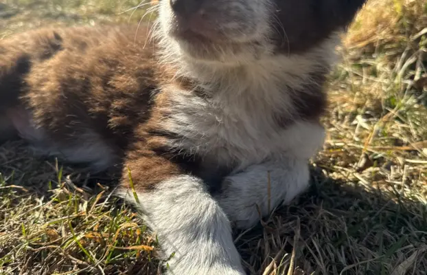 Szczeniaki Border Collie | gotowe do odbioru 8