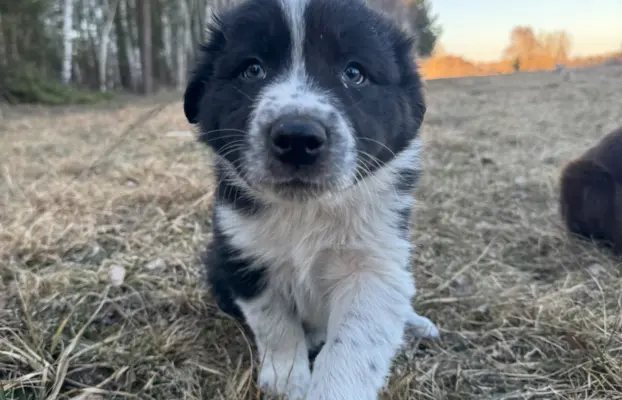 Szczeniaki Border Collie | gotowe do odbioru 9