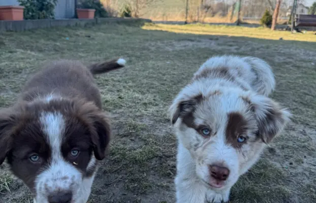 Szczeniaki Border Collie | gotowe do odbioru 1