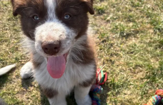 Szczeniaki Border Collie | gotowe do odbioru 10
