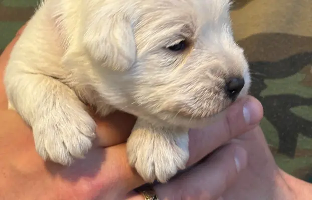 Sznaucer miniaturowy biały 3