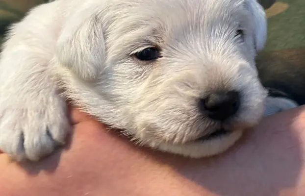 Sznaucer miniaturowy biały 2