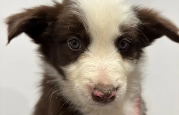 Szczeniaczki border collie do odbioru 3