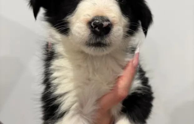 Szczeniaczki border collie do odbioru 4
