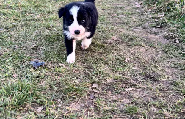 Szczeniaczki border collie do odbioru 5