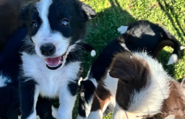 Szczeniaczki border collie do odbioru 3