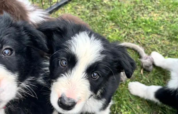 Szczeniaczki border collie do odbioru 4