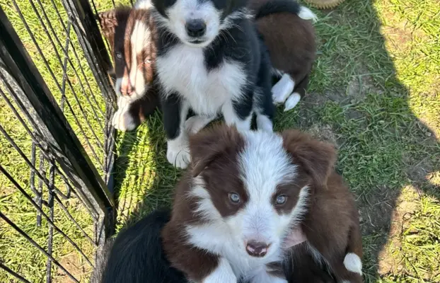 Szczeniaczki border collie do odbioru 6