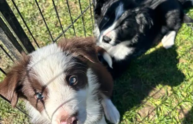 Szczeniaczki border collie do odbioru 7