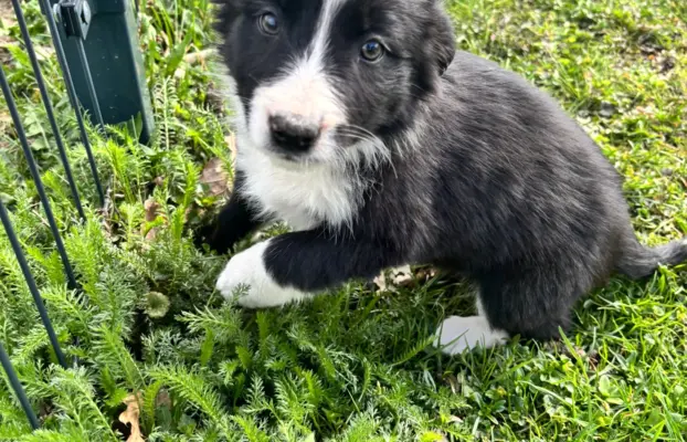 Szczeniaczki border collie do odbioru 8