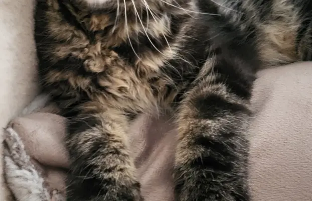 Kocurek Maine Coon, rodowód FPL/Fife 5