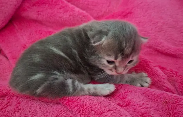 Maleńka Koteczka – ślicznotka z króliczym ogonkiem! 1