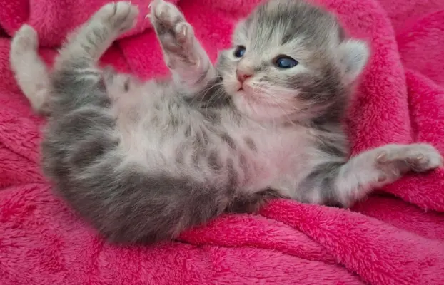 Maleńka Koteczka – ślicznotka z króliczym ogonkiem! 2