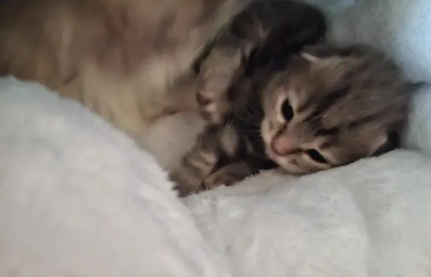 Maleńka Koteczka – ślicznotka z króliczym ogonkiem! 4