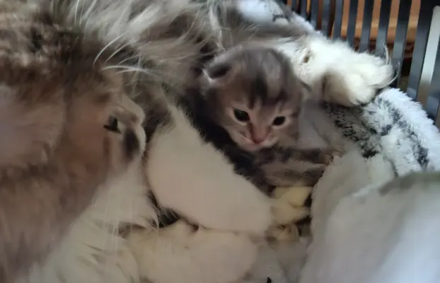 Maleńka Koteczka – ślicznotka z króliczym ogonkiem! 5