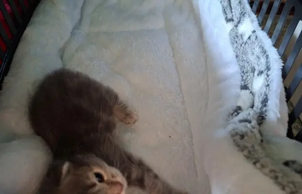 Maleńka Koteczka – ślicznotka z króliczym ogonkiem! 4