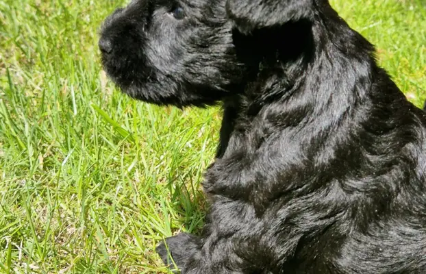 Hodowla BALICKIE WZGÓRZE FCI  ZKWP 1