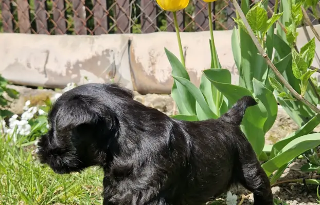 Hodowla BALICKIE WZGÓRZE FCI  ZKWP 6