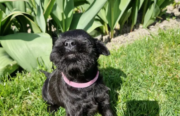 Hodowla BALICKIE WZGÓRZE FCI  ZKWP 5