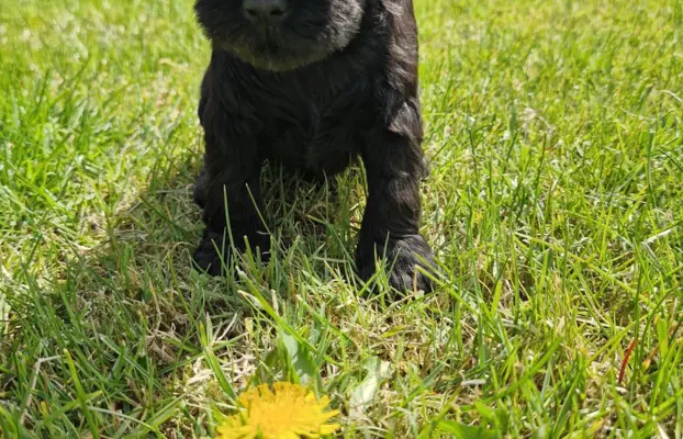 Hodowla BALICKIE WZGÓRZE FCI  ZKWP 7