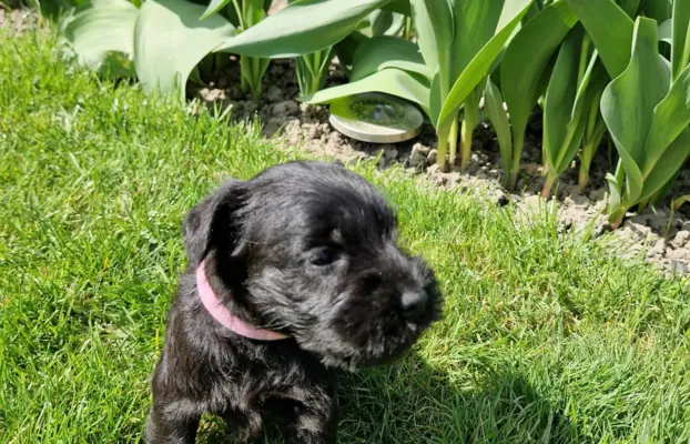 Hodowla BALICKIE WZGÓRZE FCI  ZKWP 8