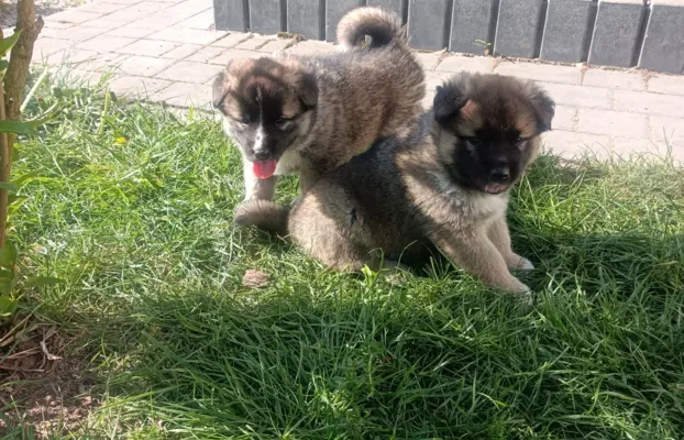Akita amerykańska - szczenięta 4
