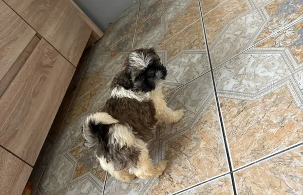 Sunia „Bella” rasy shih tzu z rodowodem 4