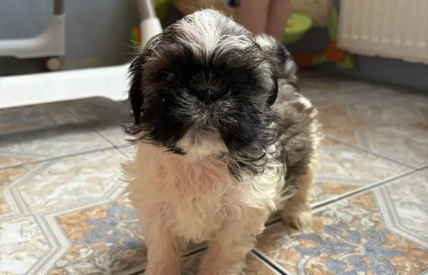 Sunia „Bella” rasy shih tzu z rodowodem 3