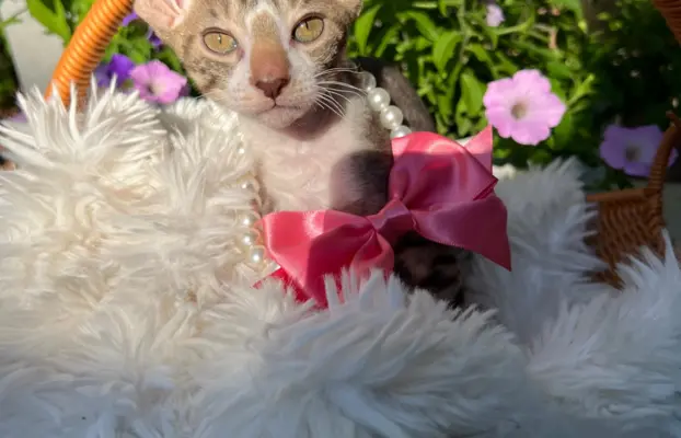 Cornish rex kotka lira wychowana z pieskami 1