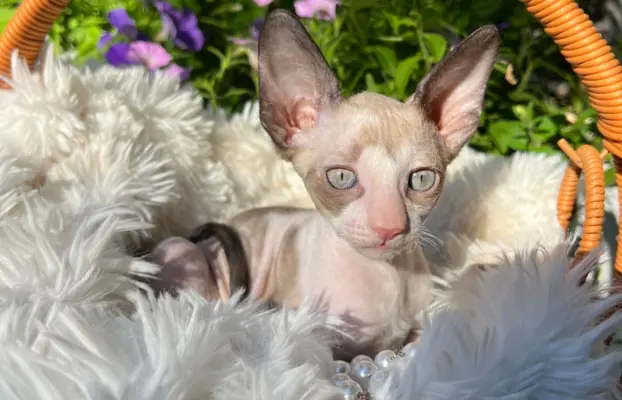 Cornish rex kotka lira wychowana z pieskami 2