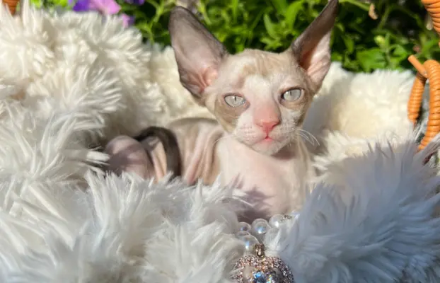 Cornish rex kotka lira wychowana z pieskami 3