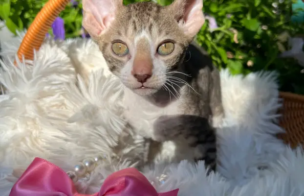Cornish rex kotka lira wychowana z pieskami 5