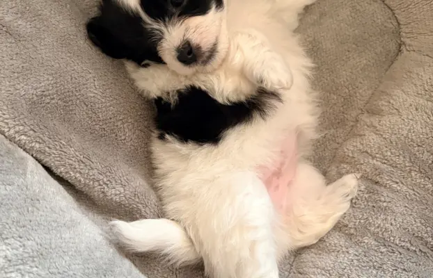 Wyjątkowe Maltipoo F1b 1