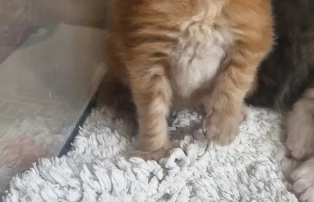 Kotka Maine Coon FPL/FIFE opcja hodowlana 1