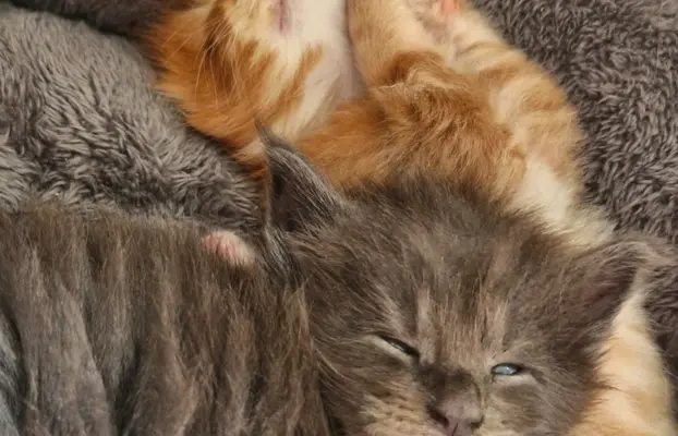 Kotka Maine Coon FPL/FIFE opcja hodowlana 3