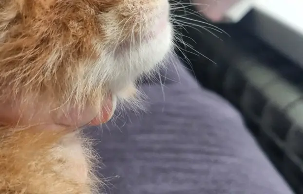 Kotka Maine Coon FPL/FIFE opcja hodowlana 5