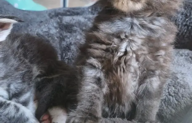 Kotka Maine Coon FPL/FIFE opcja hodowlana 6