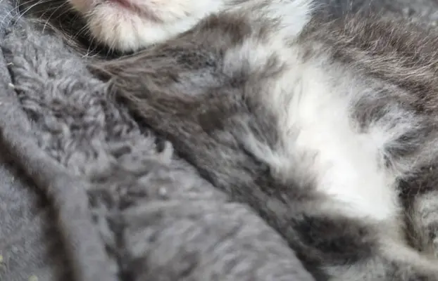 Kotka Maine Coon FPL/FIFE opcja hodowlana 7