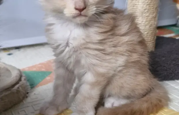 Kocur Maine Coon FPL FIFE 2