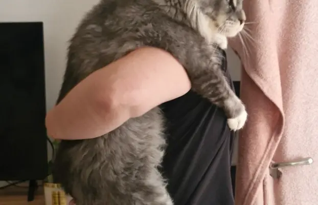 Kocur Maine Coon FPL FIFE 6