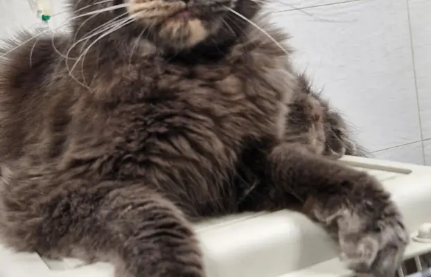 Kocur Maine Coon FPL FIFE 9