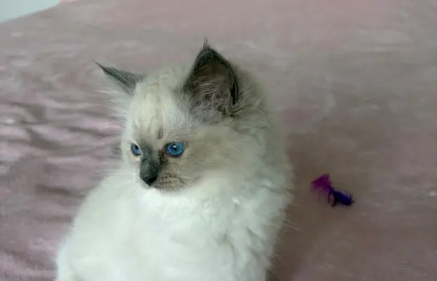 Ragdoll kotka z rodowodem 5