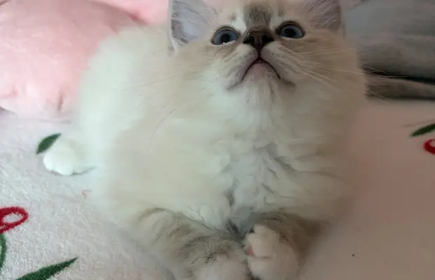 Ragdoll kotka z rodowodem 7