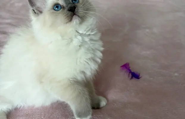 Ragdoll kotka z rodowodem 3