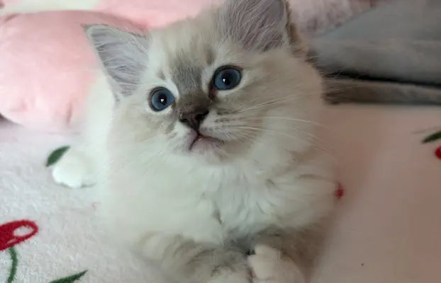 Ragdoll kotka z rodowodem 6