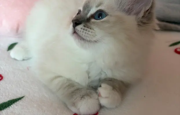 Ragdoll kotka z rodowodem 8