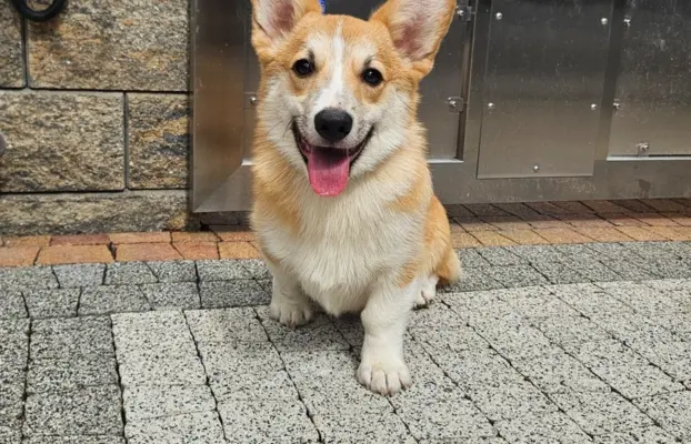 Welsh Corgi Pembroke piesek 1