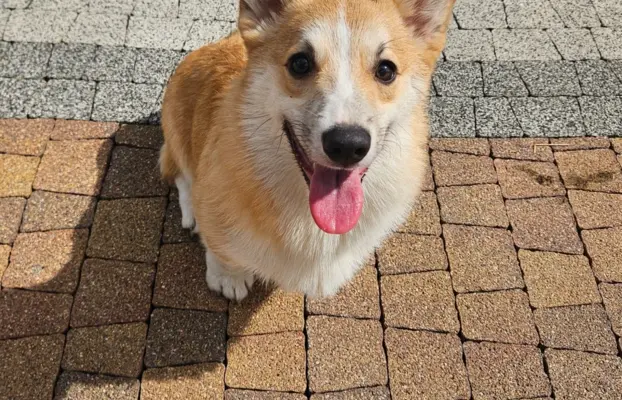 Welsh Corgi Pembroke piesek 4