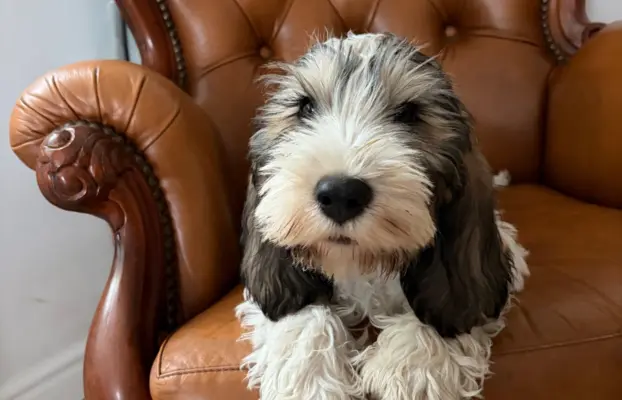 Wesoły szczeniak Petit basset griffon vendeen PBGV 1