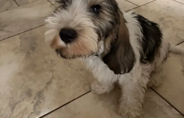 Wesoły szczeniak Petit basset griffon vendeen PBGV 4